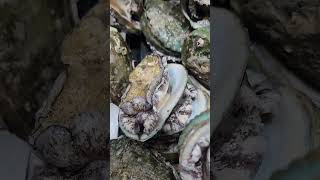 OMG these Korean Abalones are still Alive abalone live seafood fresh shoppinghaul shorts [upl. by Yelrahs]