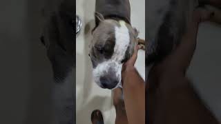 American bully vlog india ❤️ americanbullykennel americanpitbull americanpittbull trending dog [upl. by Rihat]