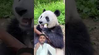 Khane ka tarika bohot badhiya hai 👍shortsvideo hungrianimal [upl. by Onileba]