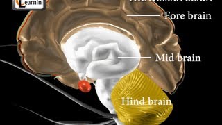 Human brain and its parts  Biology [upl. by Aerdnaeel]