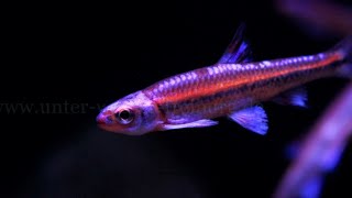 Notropis chrosomus  Regenbogenelritze [upl. by Cheung]