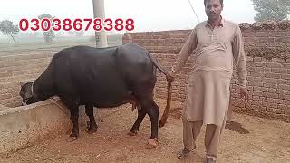 watch piure Nili buffalo for sale in Punjab Pakistan on YouTube611202403038678388 [upl. by Calv]