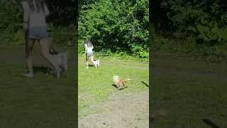 2 baby goats go equestrian leaping over a horse jump [upl. by Alikee2]