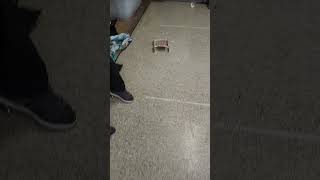 Mousetrap Car Test 2024 [upl. by Andrien]