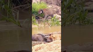 leopards and lions fighting over prey leopard lion [upl. by Phylys642]