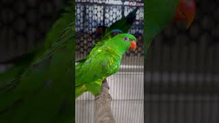 scaly brested lorikeet visit for moreRKSBIRDHOUSE trending relaxingmusic parrot birds [upl. by Igal118]