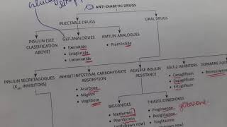 Anti diabetic drugs MBBSPharmacology diabetes medicine pharmacy [upl. by Elum331]