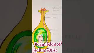 Formation of pollen grain [upl. by Yelsna688]