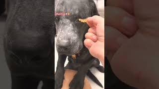 Black beauty queen 🤩👑 dogsmakeup doglovers viral makeup makeuptutorial trendingshorts oscar [upl. by Sivar]