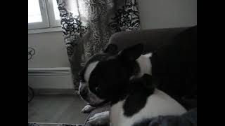 Boston terrier sofa battle [upl. by Nawk]