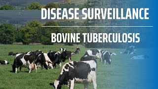 Disease Surveillance Part 3  Bovine Tuberculosis [upl. by Mechling]