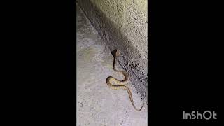 ANDAMAN PITU VIPER VENOM HEMOTOXIC ENDEMIC TO ANDAMAN RESCUED FROM THE HOUSE OF SHRI SUBRATA BASU [upl. by Kessler315]