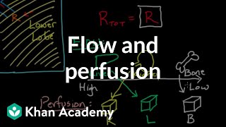 Flow and perfusion  Circulatory system physiology  NCLEXRN  Khan Academy [upl. by Worsham176]