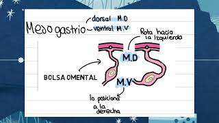 Embriología del sistema digestivo práctica 9 [upl. by Eirehs924]