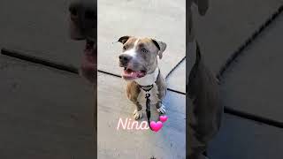 Nina is available for adoption from Oakland Animal Services [upl. by Thadeus]