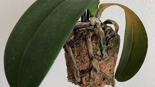 My Orchid Is Dying Phalaenopsis Orchid Rescue Repotting [upl. by Anahsed]