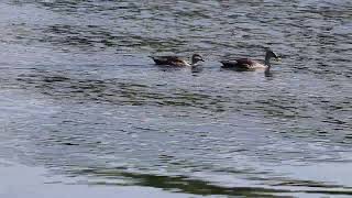 Indian spot billed duck [upl. by Atilegna427]