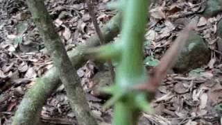 Medicinal jungle plant Cocolmeca smilax [upl. by Roht320]