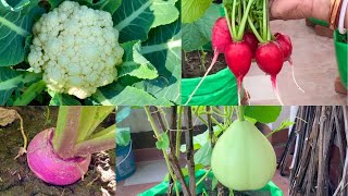 Best Vegetable Seeds To Grow In The Month Of October  October Vegetables [upl. by Sarge278]