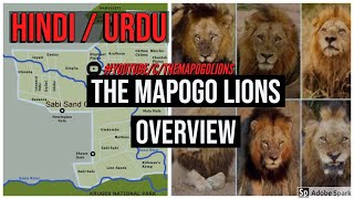 The Mapogo Lions Overview Urdu  Hindi [upl. by Yllor]