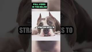 The Dance of Dominance Pitbull vs Bull Terrier Fighting Styles [upl. by Llennahs]