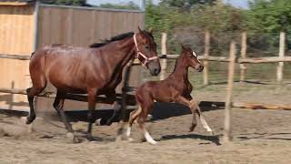 2024 Foal Festival  Foal for sale  Quabri de Lisle x Kentucky Gold de Muze Nabab de Rêve [upl. by Maurizia]