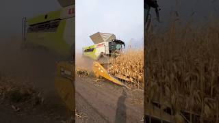 HIGH SPEED Harvesting Corn beavercreekfarmsltd2594 claas harvest24 corn farming agriculture [upl. by Tjon]