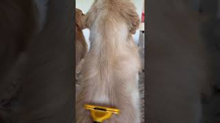 Dog Groom ASMR [upl. by Elliott]