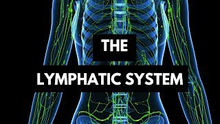 Function of the lymphatic System [upl. by Oznofla]