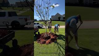 Planted a tree in a bad hole [upl. by Ilehs]