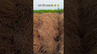 Dhaan ki fasalshots 🌾🌾👳‍♀️ kishan funny 🤣😝farming video 🤣 [upl. by Nathanson]