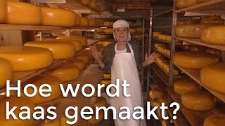 Hoe wordt kaas gemaakt  Het Klokhuis [upl. by Yevi]