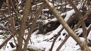 20241203 Longtailed Weasel predating Grey Squirrel at The Guelph Outdoor School near main camp [upl. by Aem243]