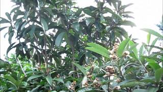 Eriobotrya japonica Loquat Yehuda cultivar [upl. by Amaras216]