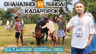 Dhanabindi 🆚 Sundai 🦬🐃 Kadaropok 💥 New Kara Larai 2024 [upl. by Oremo30]