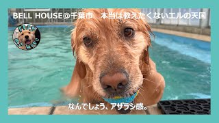 犬の室内プール＆ドッグラン Doggy Park BELL HOUSEドギーパークベルハウス [upl. by Ilamad]