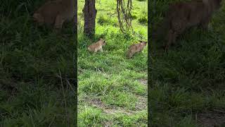 Lion Cubs Serengheti 1 [upl. by Oirramed]