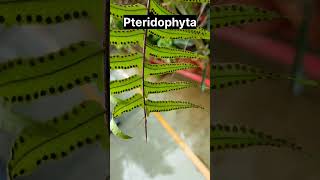 Pteridophyta Plant  Spore Formation  Cryptogams  Shahbaz Sayyed [upl. by Berey]