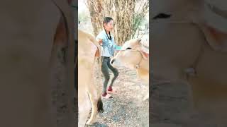 Ah Mey breeds cows cow villagelife love animals vlog [upl. by Ssilem]