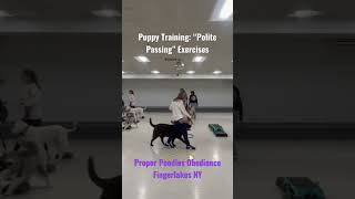 Puppy Training “Polite Passing” Exercises fingerlakes properpoodles [upl. by Hayes593]