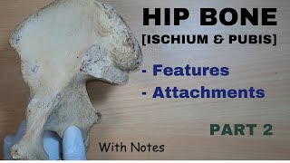 Hip Bone Anatomy  2  Ischium  Pubis  Attachments  Features  Bone Demonstration [upl. by Dranik]