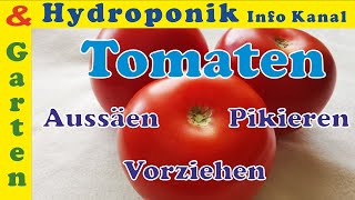 Tomaten Anbauen durch Samen säen pikieren tiefer setzen aufziehen Folge einfach diese Schritte [upl. by Htebazileyram632]