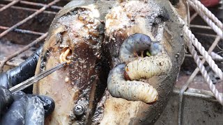 Cut Trim and Cleaning Screw with Wood WAS STUCK IN cows hoof [upl. by Bram]