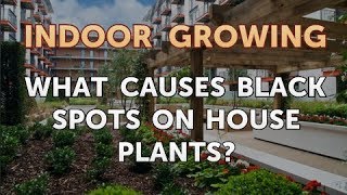 What Causes Black Spots on House Plants [upl. by Namijneb]