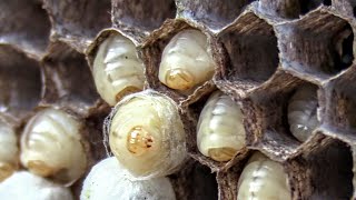 Yellow Jackets HUGE NEST Removal INSIDE HOUSE SWARM Wasp Nest [upl. by Eizzik929]