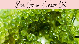 Sea Green Caviar Oil INCI Caulerpa Lentillifera Oil Beta Glucan Rich Hyaluronic Acid Alternative [upl. by Sirak901]