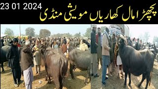 Back Mall Kharian Cattle Market23 jan 2024janwarmandi pkshazar Riaz official [upl. by Lingwood371]