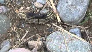 Wasp Laying Eggs in a Caterpillar  Vulgichneumon brevicinctor vs Bronzed Cutworm [upl. by Nahij]