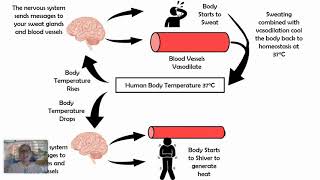 Thermoregulation Negative Feedback Loop [upl. by Yttel221]