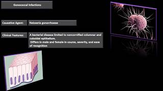Gonococcal Infections [upl. by Bowrah]